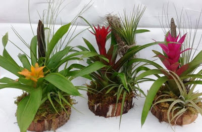 Bromeliad Garden on Cypress